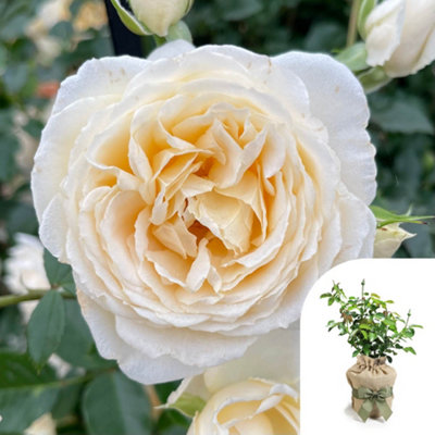 You Garden Harkness 'fab At 30'  Birthday RoseGift Wrapped4 Litre PottedCream Honey FlowersReady To Plant Garden Colour from B&Q