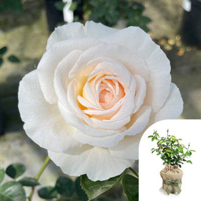 You Garden Harkness Roses 'cream Abundance' RoseGift Wrapped 4 Litre Pot from B&Q