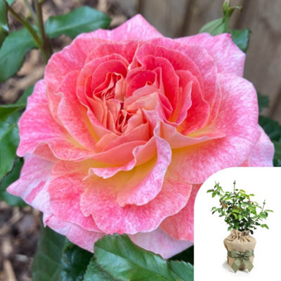 You Garden Harkness Roses 'designer Sunset' RoseGift Wrapped Established Plant In 4 Litre PotReady To Plant RoseFor PotsBedsAnd Bor from B&Q