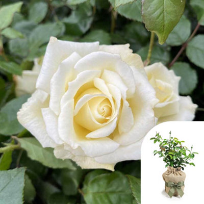 You Garden Harkness Lynn's RoseGift Wrapped Established Rose In 4 Litre PotReady To Plant from B&Q