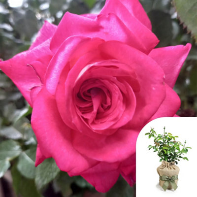 You Garden Harkness Roses Dr. Susan Michaelis RoseGift Wrapped Established Plant In 3L PotReady To Plant from B&Q