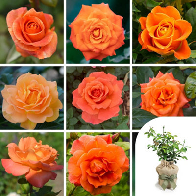 You Garden Yougarden Orange RoseGift Wrapped Established Rose Plant In 4 Litre PotReady To Plant Rose For PotsBedsOr BordersColourf from B&Q