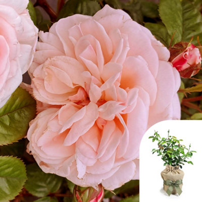 You Garden Harkness Roses Deborah's RoseGift Wrapped Hybrid Tea4 Litre PotPink Colour ChangingFragrant Patio Plant from B&Q