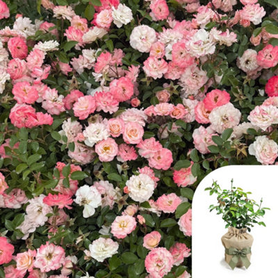 You Garden Harkness Rose ‘happy Retirement’ ™, Gift Wrapped 4 Litre Pot