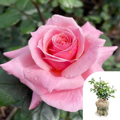 You Garden Harkness Roses 'english Princess' RoseGift Wrapped Established Plant In 4 Litre PotReady To Plant Pink RoseFor Patio PotsG from B&Q
