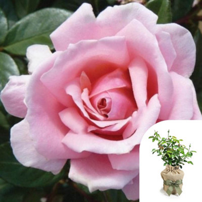 You Garden Harkness Roses Tammy's RoseGift Wrapped Floribunda 4 Litre Pot Pink Fragrant Compact Patio Ready from B&Q