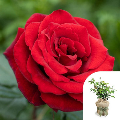 Yougarden Harkness 'fab At 60'  Birthday RoseGift Wrapped Potted In A 4 LitreGarden ReadyBirthday 60Th Gift from B&Q
