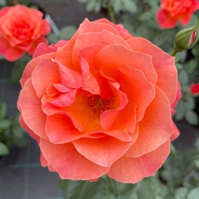 Yougarden Harkness Roses Scott's RoseGift Wrapped Floribunda4 Litre Pot Orange Blooms Fragrant Garden Colour from B&Q