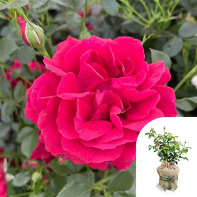 You Garden Harkness Roses Richard's RoseGift Wrapped1 X 4 Litre PotRed Double FlowersStrong FragranceReady To Plant Garden Shrub from B&Q