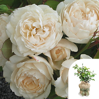 You Garden Harkness Sandra's RoseGift Wrapped Established Plant In 4 Litre PotReady To PlantFragrant Shrub Rose For PotsBedsAnd Bor from B&Q