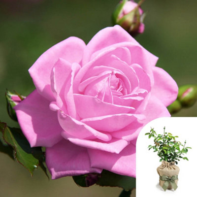 You Garden Harkness Rose 'graciously Pink'Gift Wrapped Established Rose In 4 Litre PotReady To PlantPink Rose For PotsBedsAnd Borde from B&Q