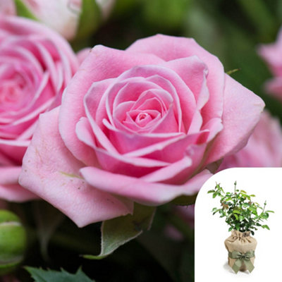 You Garden Harkness Rose 'special Daughter' ™Gift Wrapped Established Plant In 4L PotReady To PlantRose For PotsBedsAnd BordersPi from B&Q