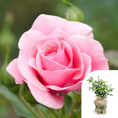 You Garden Harkness Karen's RoseGift Wrapped Established Plant In 4 Litre PotReady To Plant RoseFor PotsBedsAnd Borders from B&Q