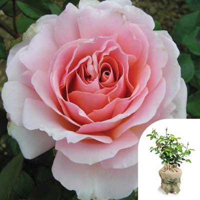 Yougarden Harkness Roses 'the Queen Elizabeth Ii' RoseGift Wrapped Established Plant In 4 Litre PotReady To Plant from B&Q