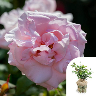 Yougarden Harkness Roses Julia's RoseGift Wrapped Hybrid Tea Bush4 Litre PotPink Amber FragrantReady To Plant from B&Q
