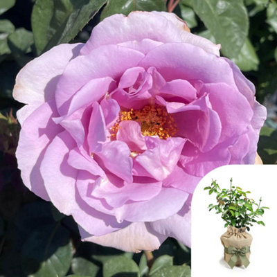 You Garden Harkness Rose 'blue Moon'Gift Wrapped Established Plant In 3L PotReady To PlantFor PotsBedsOr Borders from B&Q