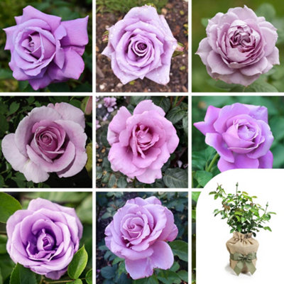 Yougarden Harkness Roses Lilac RoseGift Wrapped Established Plant In 4 Litre PotReady To Plant For PotsBedsOr Borders. from B&Q