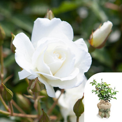 You Garden Yougarden Rose 'iceberg' 4 Litre PotGift Wrapped Climbing White Repeat FloweringScented Garden ClassicReady To Plant from B&Q