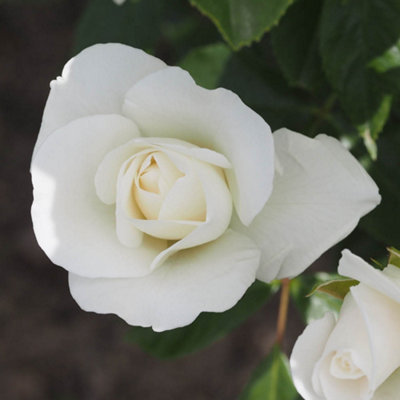 Yougarden Rose 'snow White'Gift Wrapped4 Litre Potted from B&Q