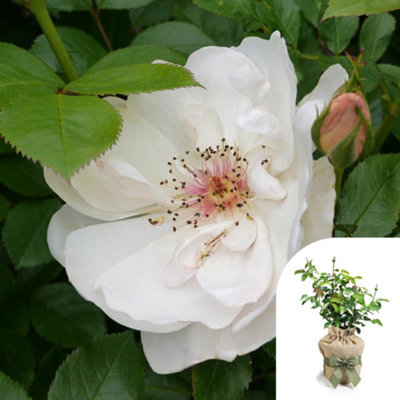 You Garden Harkness Roses Patrick's RoseGift Wrapped Shrub Bush 4 Litre PotIvory White Musk ScentRepeat FloweringReady To Plant from B&Q