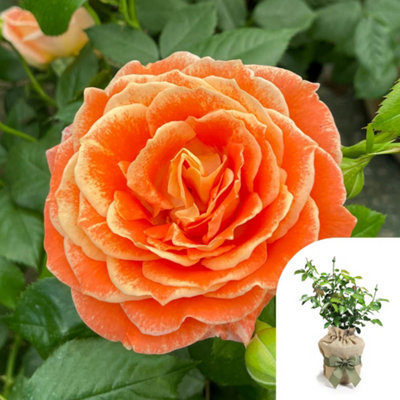 You Garden Harkness ‘fab At 50’ Birthday Rose, Gift Wrapped Birthday Present, 50Th Gift, Presented In A 4 Litre Pot, Ready To Plant