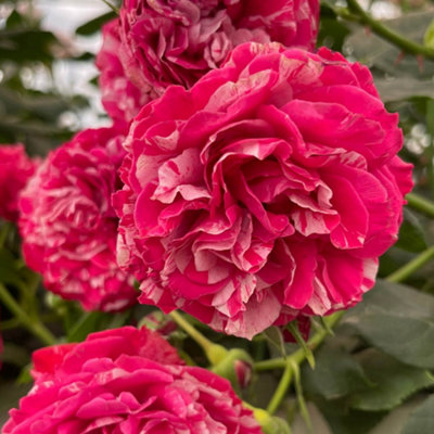 Yougarden Rose 'duke Of Edinburgh' In 4 Litre PotGift Wrapped from B&Q