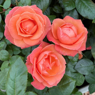 Yougarden Harkness Rose 'lady Marmalade' Gift Wrapped 4 Litre PottedReady For Planting from B&Q