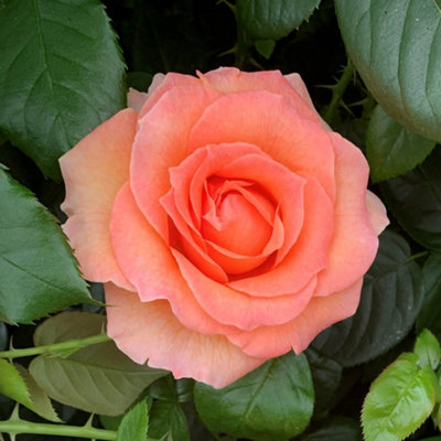 Yougarden Harkness Roses Brenda's RoseGift Wrapped Floribunda Established 4 Litre Pot Orange Fragrant Repeat Flowering Garden Plant from B&Q