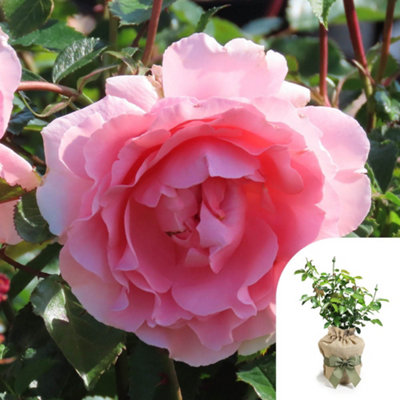 You Garden Harkness Roses Kathleen's RoseGift Wrapped Floribunda Established 4 Litre PotPink Fruity Scent Repeat Flowering Patio Plant from B&Q