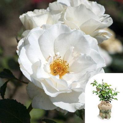 You Garden Harkness Roses Todd's RoseGift Wrapped Floribunda Established 4 Litre PotCreamy White Fragrant Repeat Flowering Patio Shrub from B&Q