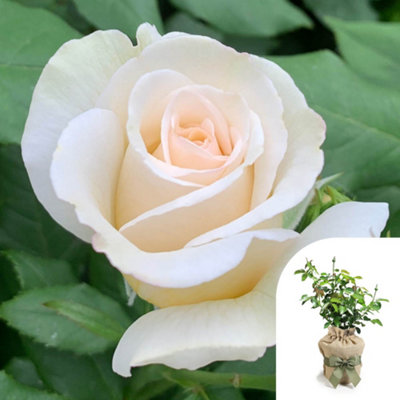 Yougarden Harkness Rose ‘china Wedding 20Th Anniversary’ , Gift Wrapped Established Plant In 4 Litre Pot, Ready To Plant, Apricot Flowers F