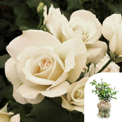 Yougarden Harkness Rose 'friendship' ™Gift Wrapped Established Plant In 4 Litre PotReady To PlantFor PotsBedsAnd Borders from B&Q