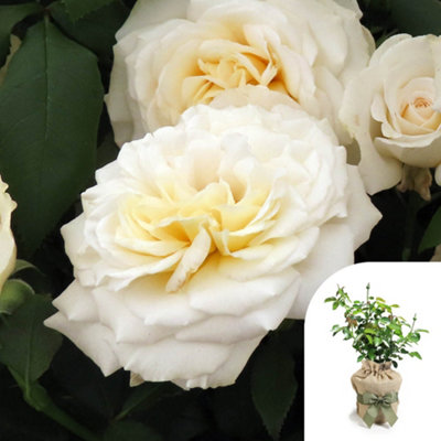 You Garden Harkness Roses Rebecca's RoseGift Wrapped Established Plant In 3-4 Litre PotReady To Plant Bush Rose With Hybrid Tea Flowers, from B&Q
