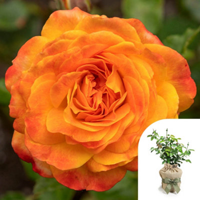 Yougarden Rose Meteor In 4 Litre PotGift Wrapped from B&Q