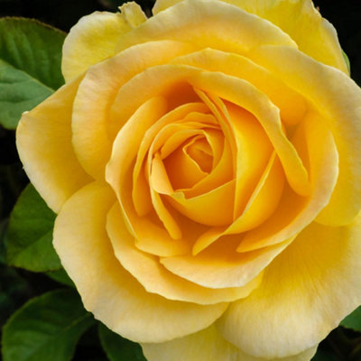 Yougarden Harkness Rose 'our John' Gift Wrapped 4 Litre PotReady To Be Planted Out from B&Q
