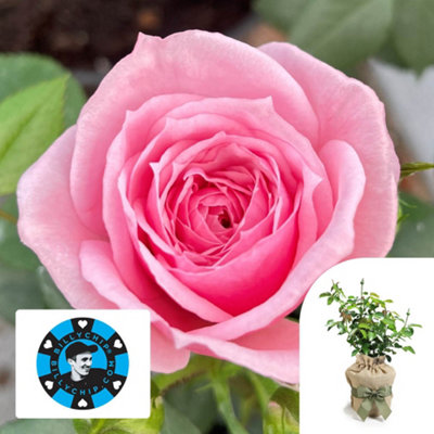 You Garden Harkness Rose 'jennifer Rose Sell' Gift Wrapped 4 Litre Potted from B&Q
