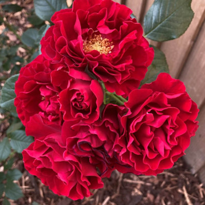 Yougarden Harkness Amy's RoseGift Wrapped Crimson Floribunda Rose4 Litre PotSpicy ScentGift Ready To Plant from B&Q