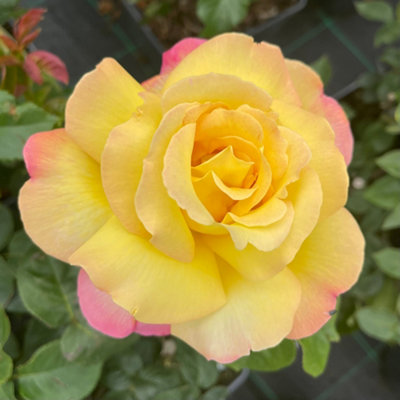 Yougarden Rose 'peace'Gift Wrapped Established Plant In 4 L PotReady To PlantFor PotsBedsAnd Borders from B&Q