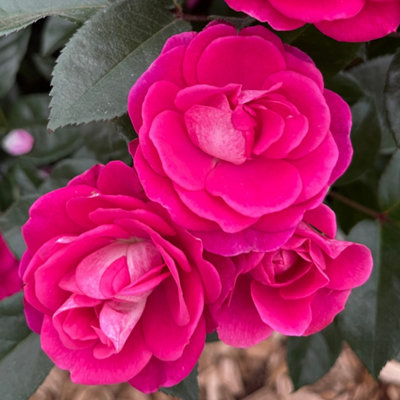 Yougarden Harkness Rose 'perfect Match' Gift Wrapped Established Plant In 4 Litre PotReady To Plant Magenta Pink Bush RoseFor Patio P from B&Q