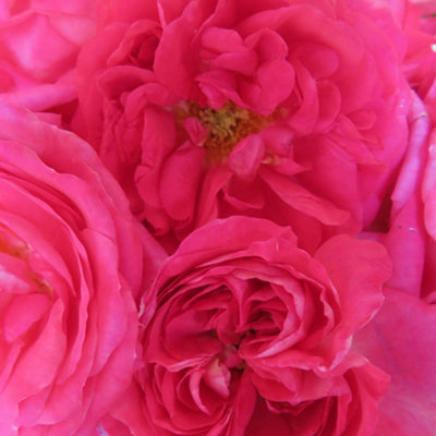 Yougarden Harkness Roses Elizabeth's RoseGift Wrapped1 X 4 Litre Pot from B&Q
