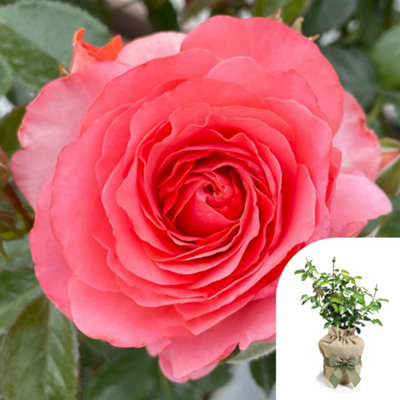 Yougarden Harkness Rose 'best Friends Forever' Gift Wrapped 4 Litre PotReady To Plant Established Rose from B&Q