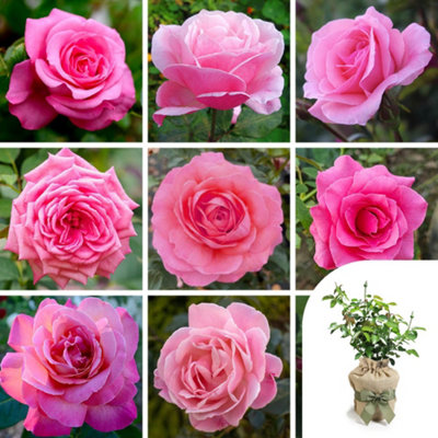Yougarden Harkness Pink RoseGift Wrapped Established Rose Plant In 4L PotReady To Plant Rose For PotsBedsOr BordersColourful Roses from B&Q