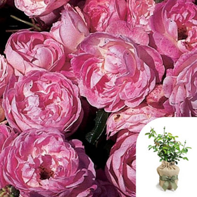 Yougarden Harkness Rose ‘pearl Wedding 30Th Anniversary’ , Gift Wrapped Established Rose In 4 Litre Pot, Ready To Plant, For Pots, Beds, An