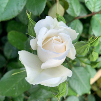 Yougarden Harkness Rose 'cotton Wedding 2Nd Anniversary' Gift Wrapped Established Rose In 4L PotReady To Plant from B&Q