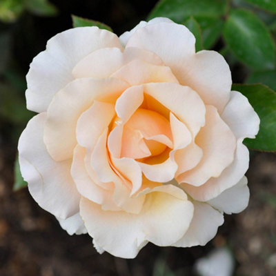 Yougarden Harkness Rose 'pride And Prejudice' Gift Wrapped Established Plant In 4L PotReady To Plant from B&Q