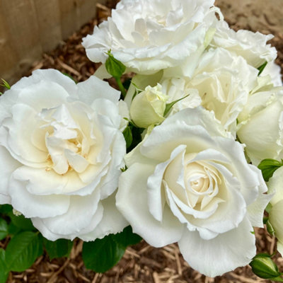 Yougarden Harkness Rose 'with Love' ™Gift Wrapped Established Rose In 4 Litre PotReady To Plant from B&Q