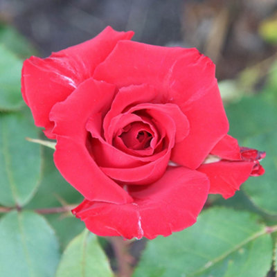 Yougarden Harkness Roses Pride Of England RoseGift Wrapped Established Plant In 4 Litre PotReady To PlantDeep Red Fragrant RosesFor from B&Q