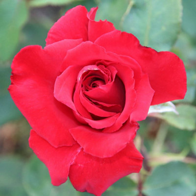 Yougarden Harkness 'the England Rugby Rose'Gift Wrapped Established Plant In 4 Litre PotReady To PlantFor BedsBordersAnd Pots from B&Q