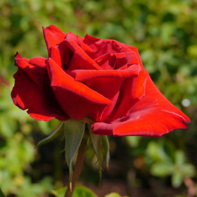 Yougarden Harkness Roses Adam's RoseGift Wrapped Established Plant In 4 Litre PotReady To Plant Bush Rose For PotsBedsOr Borders, from B&Q