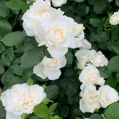 Yougarden Harkness Rose ‘tin Wedding 10Th Anniversary’ , Gift Wrapped Established Plant In 4 Litre Pot, Ready To Plant